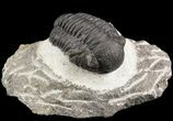Gerastos Trilobite Fossil - Morocco #52109-1